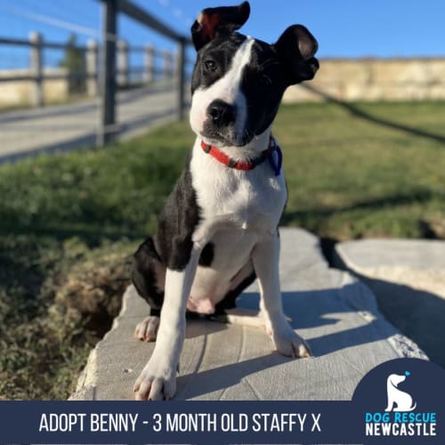 Benny - 3 Month Old Staffy X