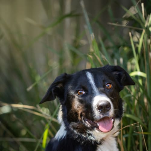 Skye