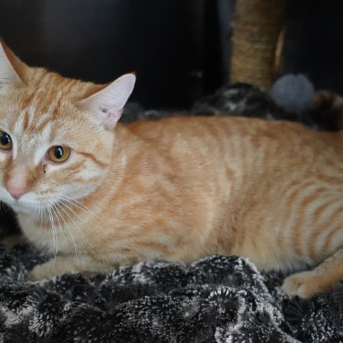 Simba