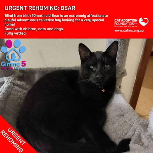 Bear Private Rehoming No Charge!