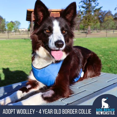 Woolley - 4 Year Old Border Collie (Trial)