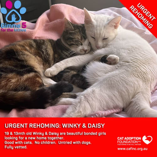 Winky & Daisy Private Rehoming No Charge!
