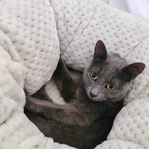 Velvet Meet me at Petstock dandenong