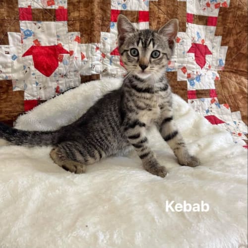 Kebab