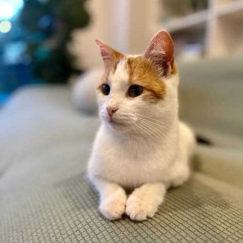 Juno