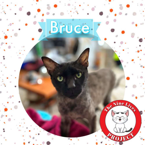 Bruce *9 Lives Project Rescue*