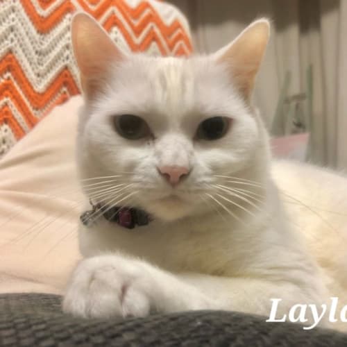 Layla