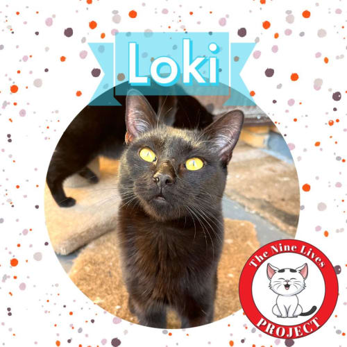 Loki *9 Lives Project Rescue*