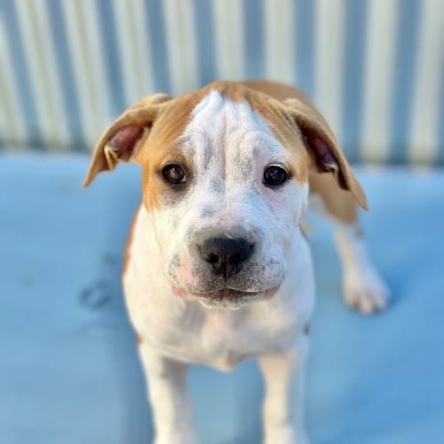 Ariel