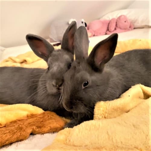 Honey ( Bonded To Maple)