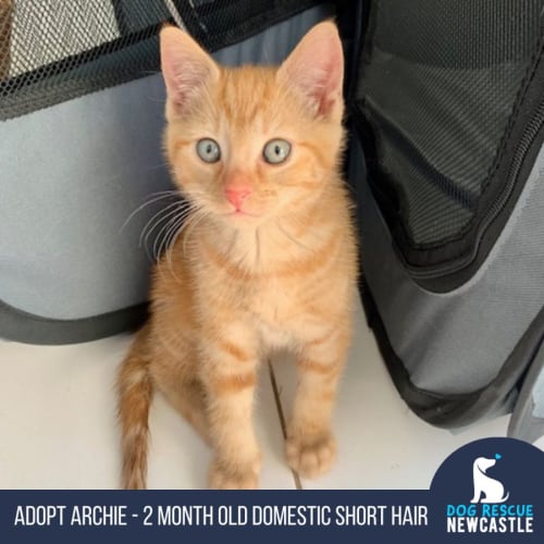 Archie - 2 Month Old Domestic Short Hair