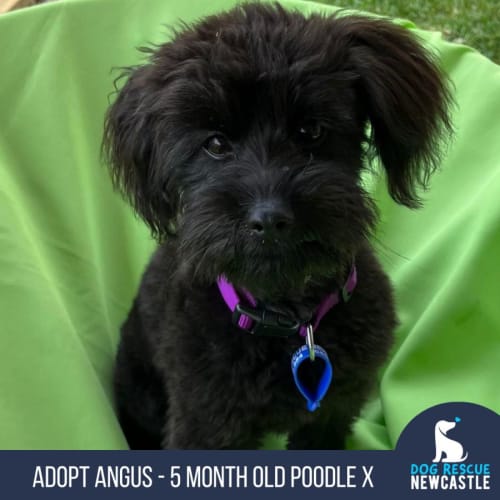 Angus - 5 Month Old Poodle (Trial)