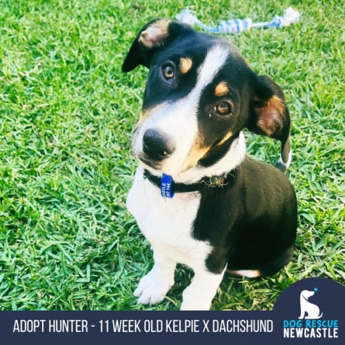 Hunter - 12 Week Old Kelpie X Dachshund (Trial)