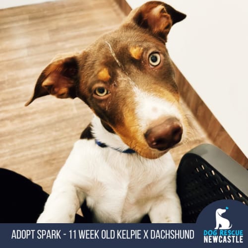 Spark - 12 Week Old Dachshund X Kelpie (Trial)