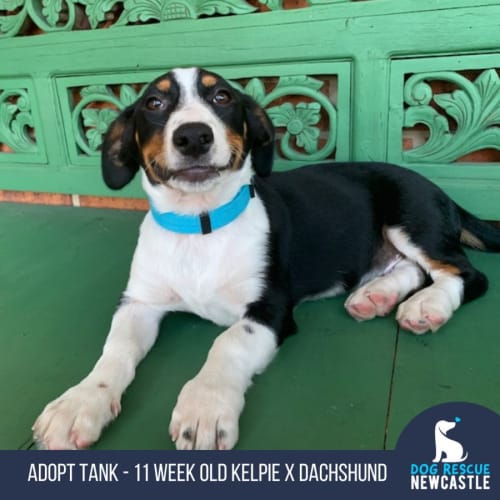 Tank - 3 Month Old Kelpie X Dachshund (Trial)