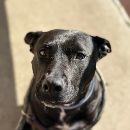 Mia