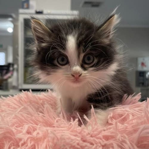 New Kids on the Block