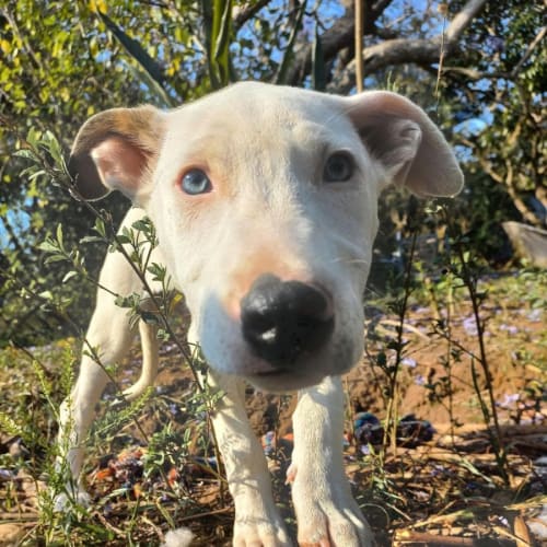Franc *$150 Adoption Fee*