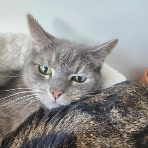 Smokey - Located in Melbourne