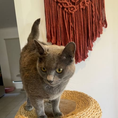 Bob Meet me at Petstock Mornington Nepean hwy 