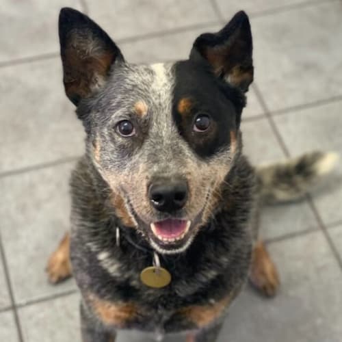Maximus
