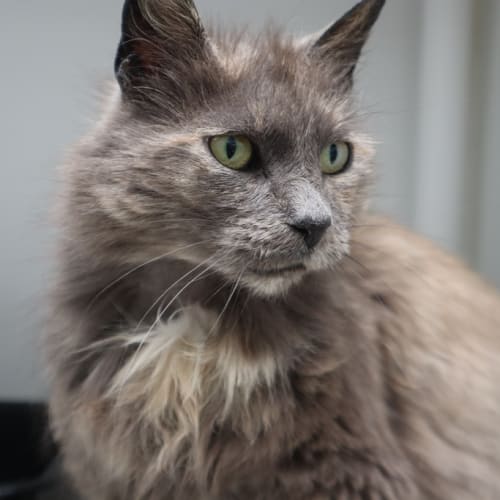 Mina