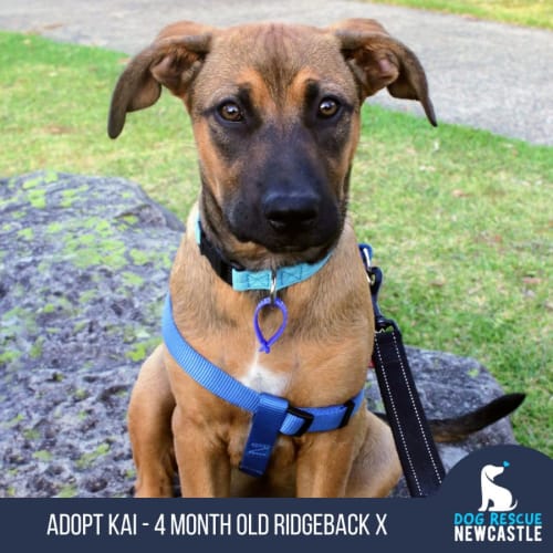 Kai - 4 Month Old Ridgeback X (Trial)
