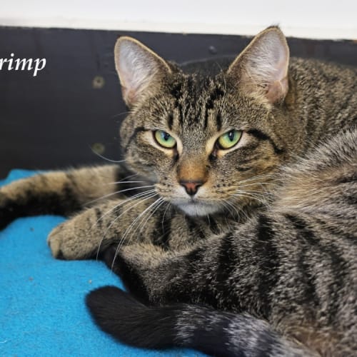 Shrimp
