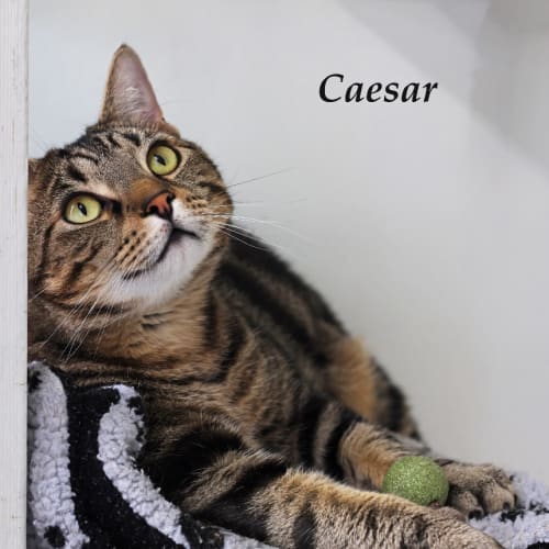 Caesar - Petstock