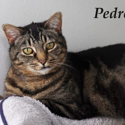 Pedro