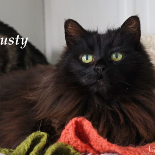 Dusty
