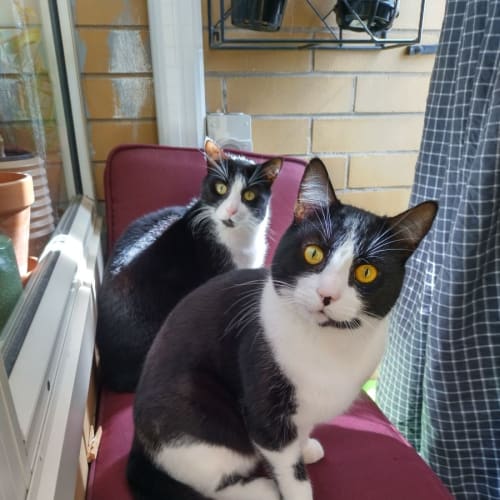 🐈 Jake & Elwood 🐈