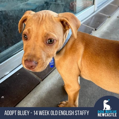 Bluey - 12 Week Old Staffy X (Trial)