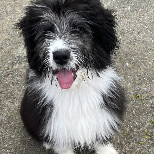 Bella