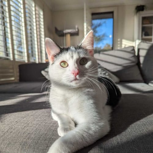 Marcel