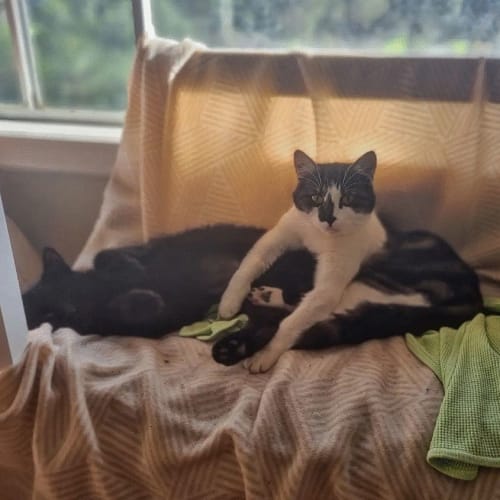 Mandolin & Viola (Located in Werribee South)