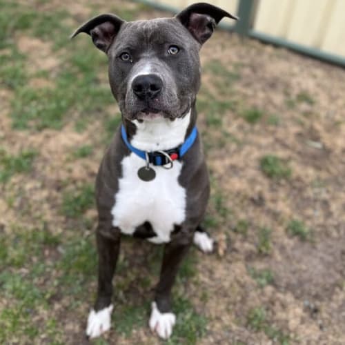 Jax