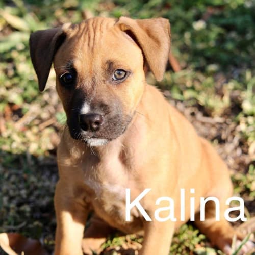 Kalina