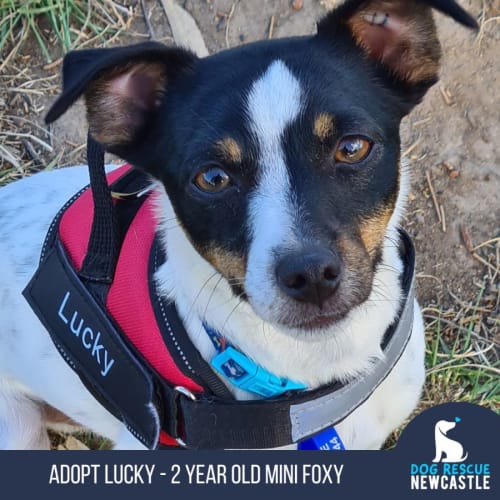 Lucky - 2 yo Mini Foxy (On Trial 10/11/23)