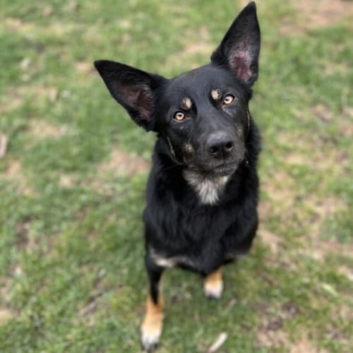 Nora