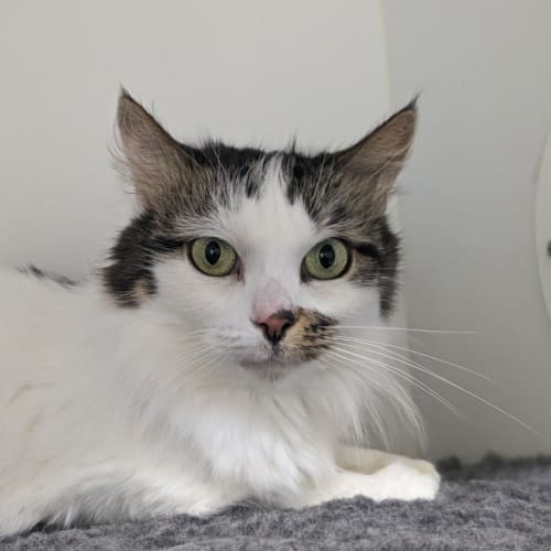 🧁 Chloe F02630 🧁