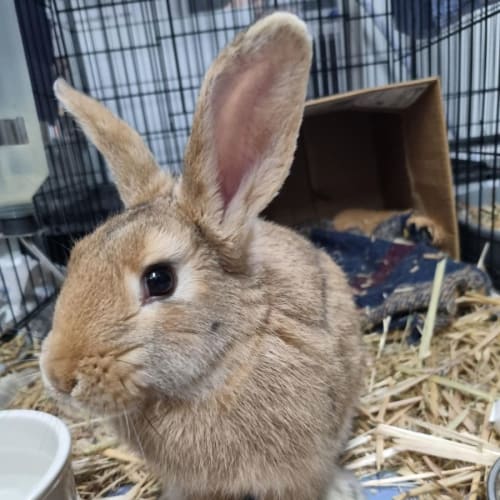Bertha - Available from Petstock Engadine