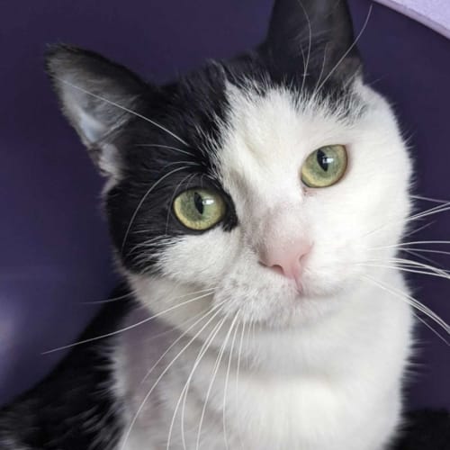 🍧Tipsy F02573 🍧