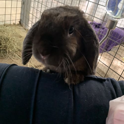 Buster Bunny Baxter
