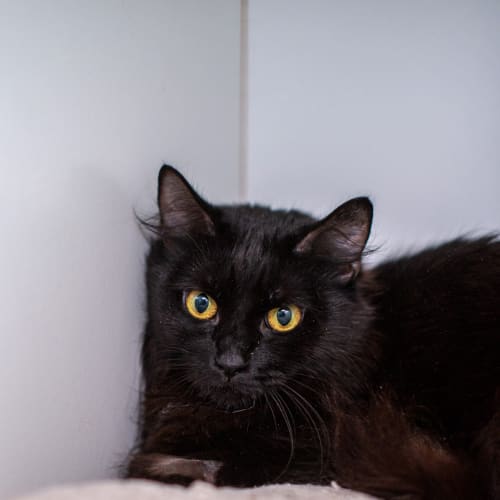 Onyx