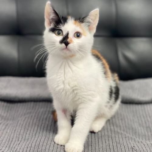 Marmalade