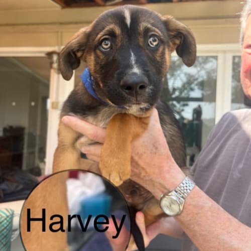 Harvey 