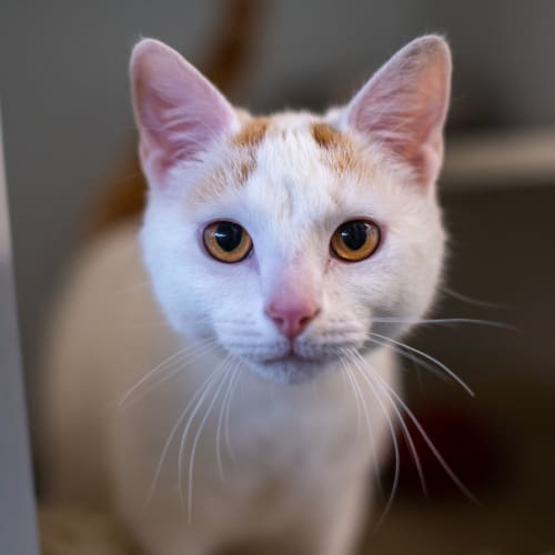 Olaf