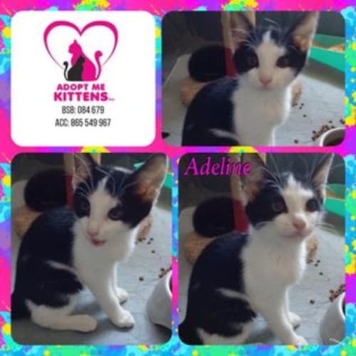 Adeline