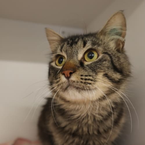 Merlin